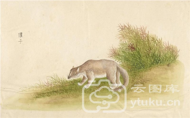 K-中国自然历史绘画·动物图谱