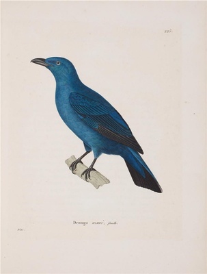 K-C·J·Temminck《彩绘鸟类版画新集》