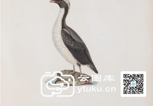 彩绘鸟类版画新集-2