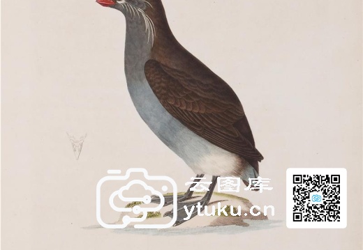 彩绘鸟类版画新集-1