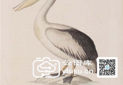 彩绘鸟类版画新集-5