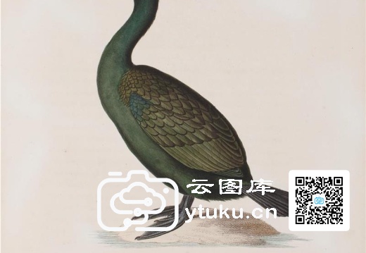 彩绘鸟类版画新集-4