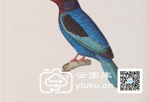 彩绘鸟类版画新集-186