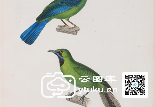 彩绘鸟类版画新集-192