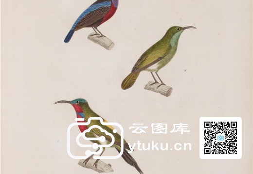 彩绘鸟类版画新集-205