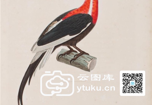 彩绘鸟类版画新集-236