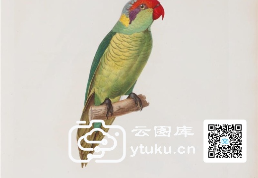 彩绘鸟类版画新集-240