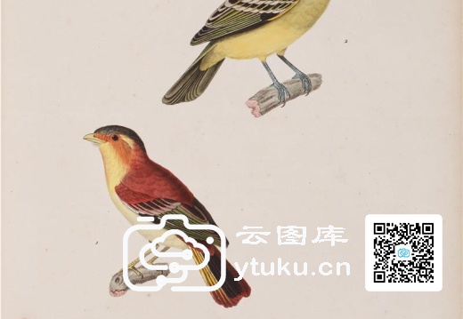 彩绘鸟类版画新集-356