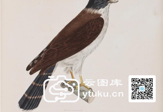 彩绘鸟类版画新集