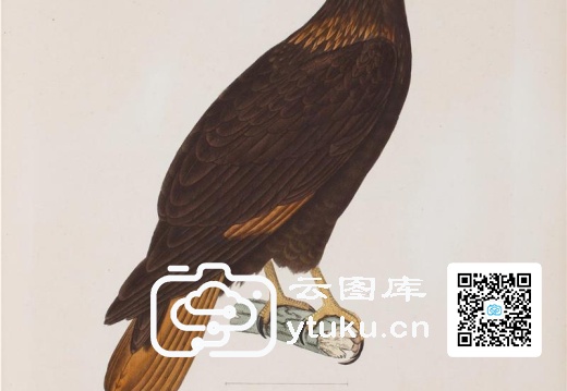 彩绘鸟类版画新集-587