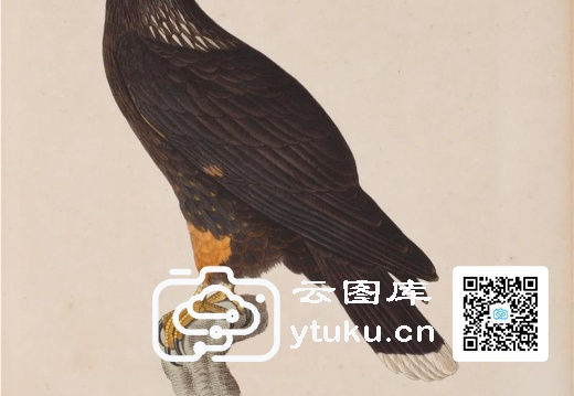 彩绘鸟类版画新集-588