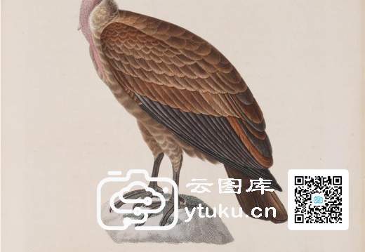 彩绘鸟类版画新集-593