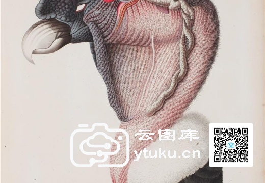 彩绘鸟类版画新集-592