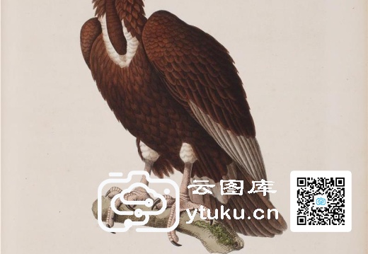 彩绘鸟类版画新集-595