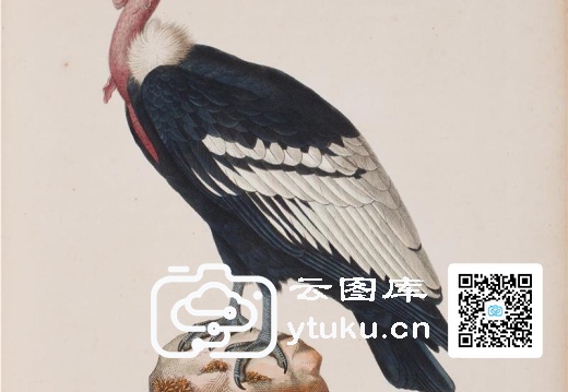 彩绘鸟类版画新集-594