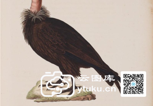 彩绘鸟类版画新集-591