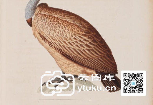 彩绘鸟类版画新集-596