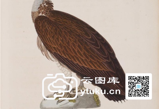 彩绘鸟类版画新集-597