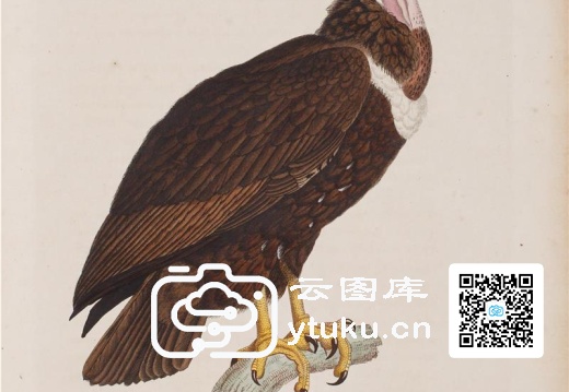 彩绘鸟类版画新集-598