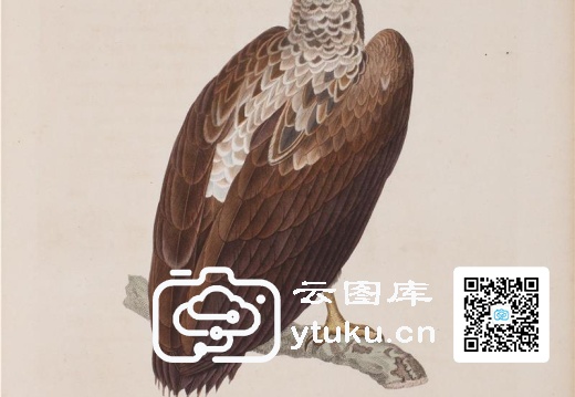 彩绘鸟类版画新集-599