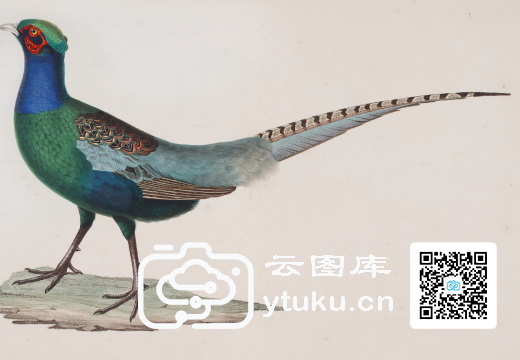 康拉德·雅各·特明克