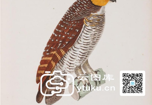 彩绘鸟类版画新集-497