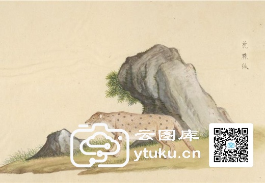 中国自然历史绘画·动物图谱-140 花点狐