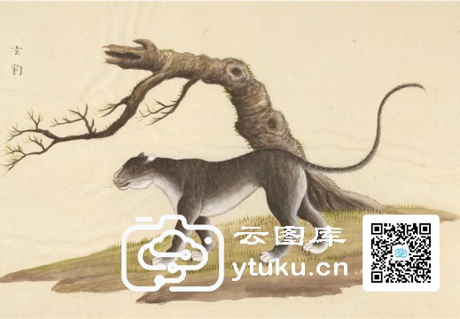 中国自然历史绘画·动物图谱-145 玄豹