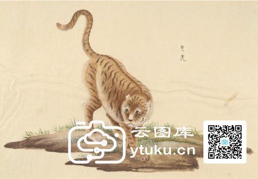 中国自然历史绘画·动物图谱-146 老虎
