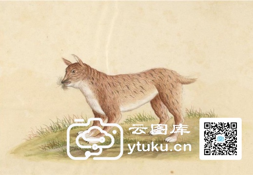 中国自然历史绘画·动物图谱-144