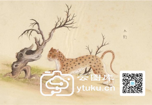 中国自然历史绘画·动物图谱-148 土豹