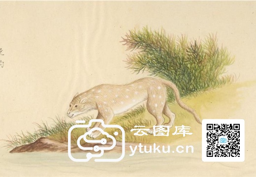 中国自然历史绘画·动物图谱-149 花豹