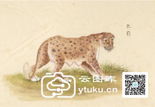 中国自然历史绘画·动物图谱-147 牝豹