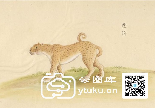 中国自然历史绘画·动物图谱-150 点豹