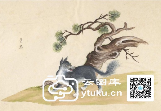 中国自然历史绘画·动物图谱-152 青熊