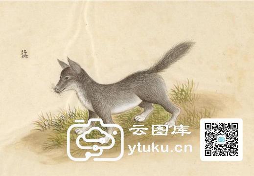 中国自然历史绘画·动物图谱-151 猛