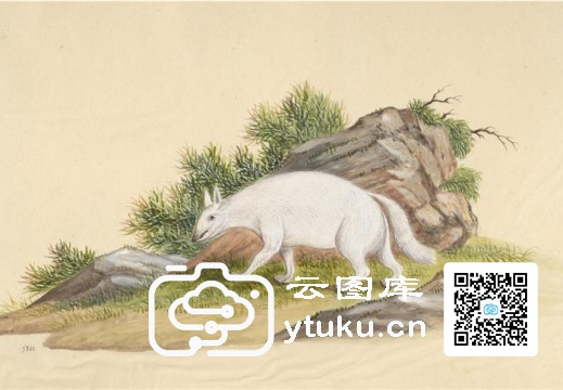 中国自然历史绘画·动物图谱-154 白狐