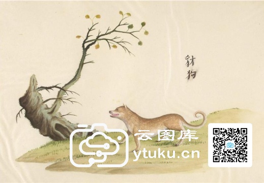 中国自然历史绘画·动物图谱-153 豺狗