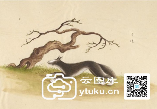 中国自然历史绘画·动物图谱-156 玄狼