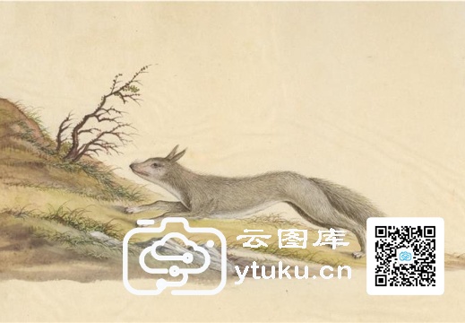 中国自然历史绘画·动物图谱-155 狼