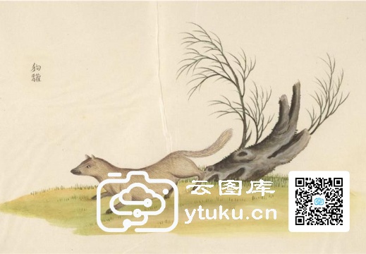中国自然历史绘画·动物图谱-157 狗獾