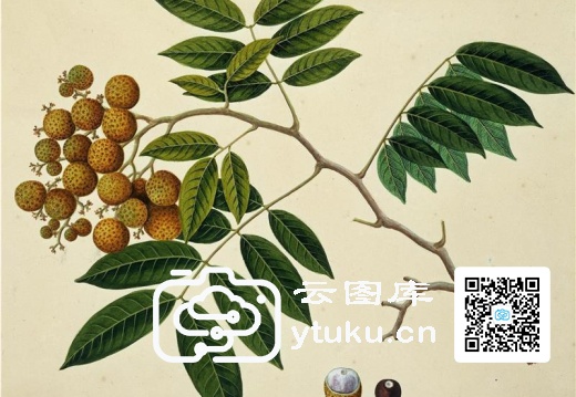 中国自然历史绘画·植物花鸟图谱(辑1)-41