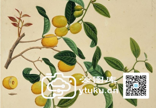 中国自然历史绘画·植物花鸟图谱(辑1)-42