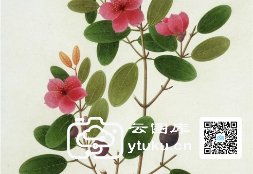 中国自然历史绘画·植物花鸟图谱(辑1)-44