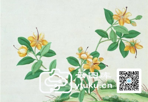 中国自然历史绘画·植物花鸟图谱(辑1)-45 金丝棠