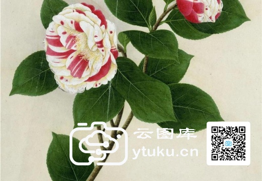 中国自然历史绘画·植物花鸟图谱(辑1)-46