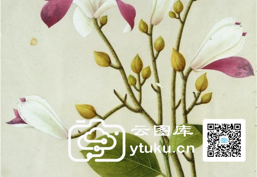 中国自然历史绘画·植物花鸟图谱(辑1)-49