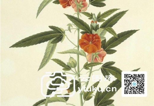 中国自然历史绘画·植物花鸟图谱(辑1)-47