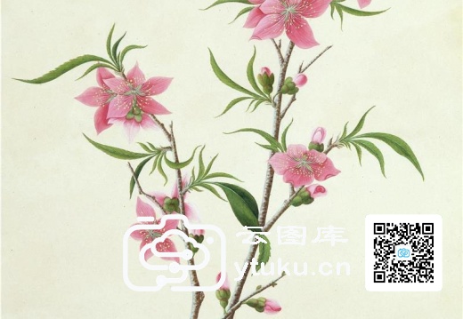 中国自然历史绘画·植物花鸟图谱(辑1)-48