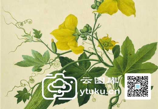 中国自然历史绘画·植物花鸟图谱(辑1)-53